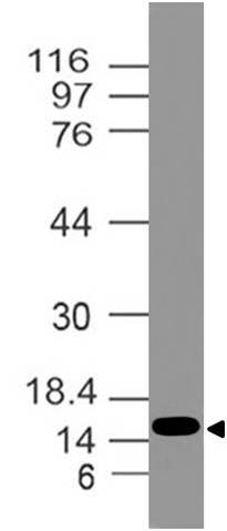 Polyclonal Antibody to Histone H2A.x